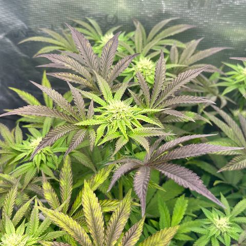 Zunami growlog timeline photo