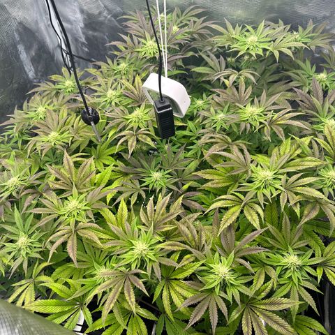 Zunami growlog timeline photo