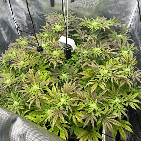 Zunami growlog timeline photo