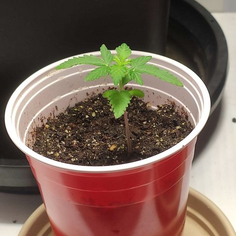 Hydra growlog timeline photo