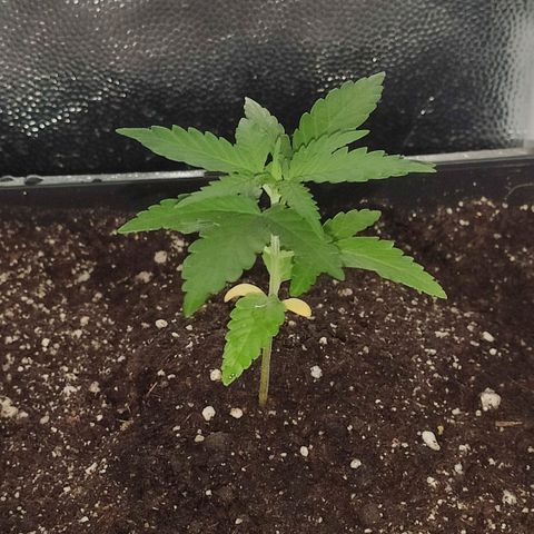 Hydra growlog timeline photo