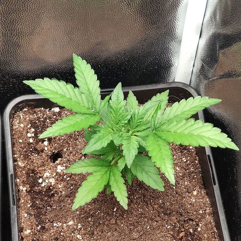 Hydra growlog timeline photo