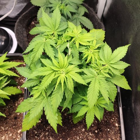 Hydra growlog timeline photo