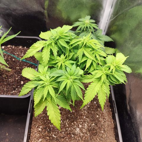 Hydra growlog timeline photo