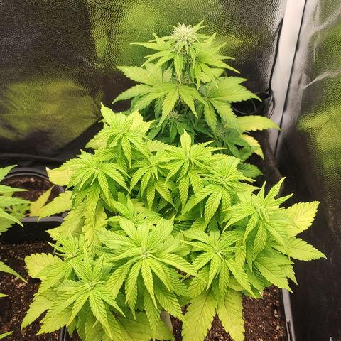 Hydra growlog timeline photo