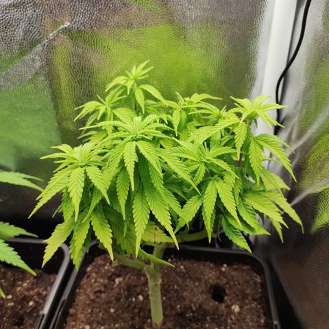 Hydra growlog timeline photo
