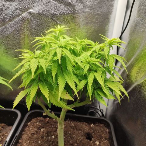Hydra growlog timeline photo