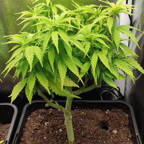 Hydra growlog timeline photo