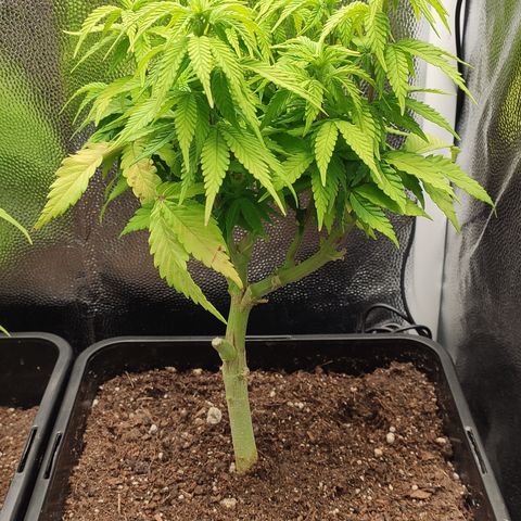 Hydra growlog timeline photo