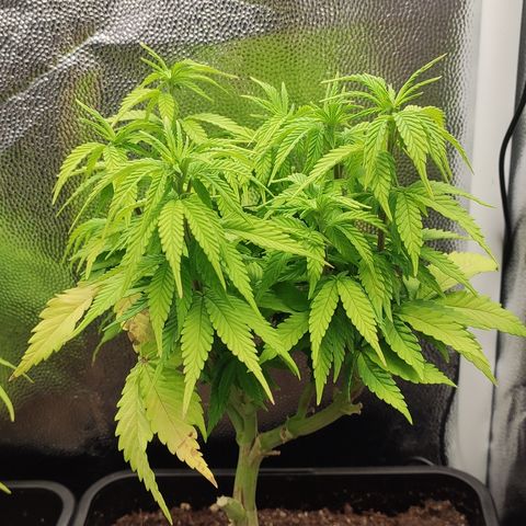Hydra growlog timeline photo