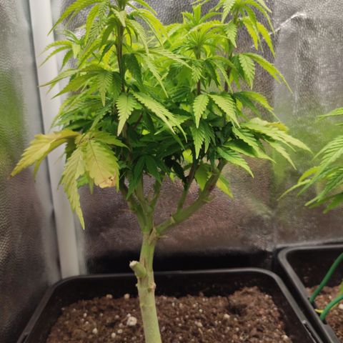 Hydra growlog timeline photo