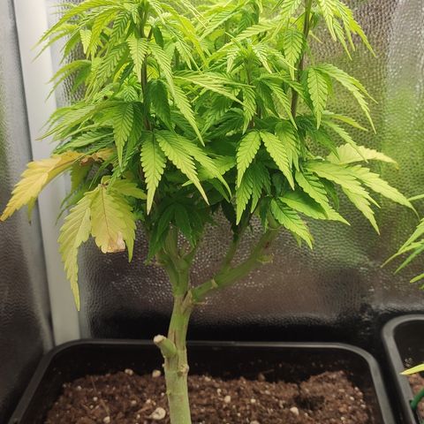Hydra growlog timeline photo