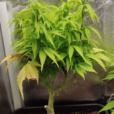 Hydra growlog timeline photo