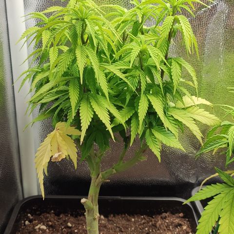 Hydra growlog timeline photo