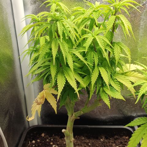 Hydra growlog timeline photo