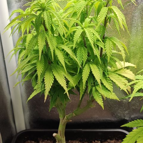 Hydra growlog timeline photo