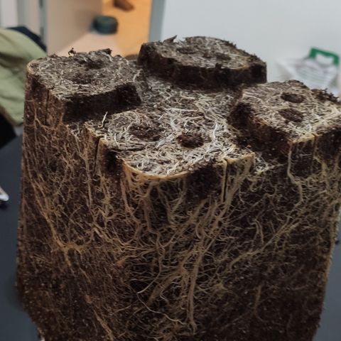 Hydra growlog timeline photo