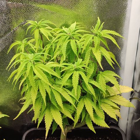 Hydra growlog timeline photo