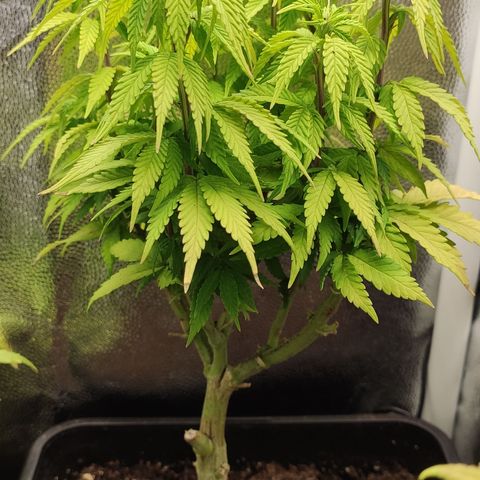 Hydra growlog timeline photo