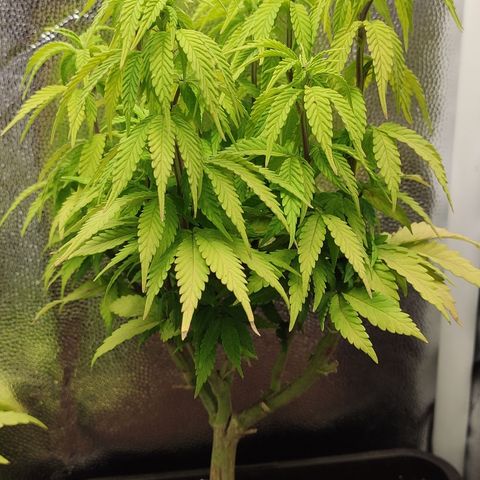 Hydra growlog timeline photo