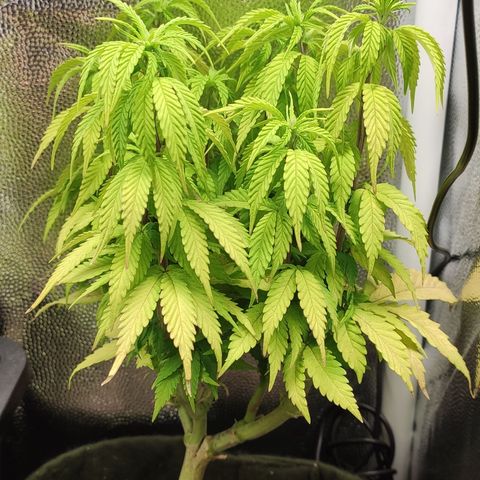 Hydra growlog timeline photo