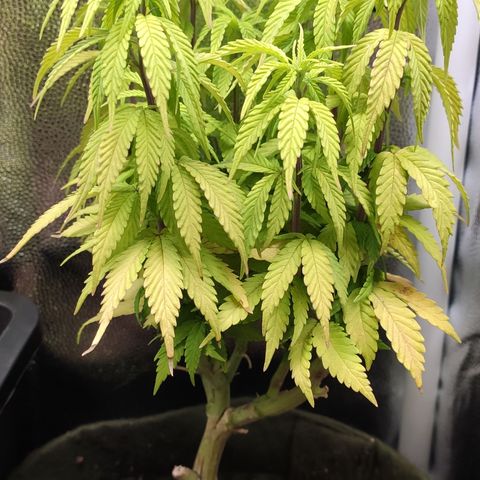 Hydra growlog timeline photo