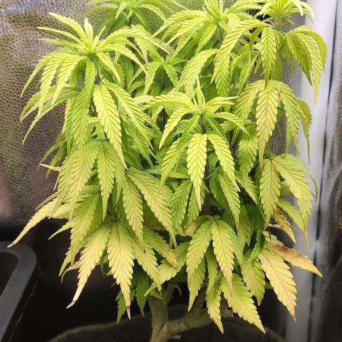Hydra growlog timeline photo