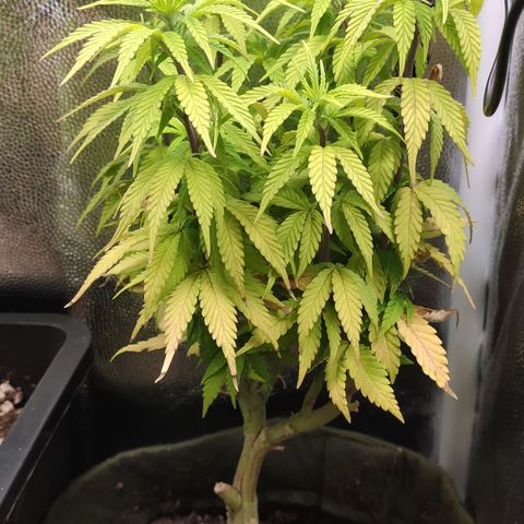 Hydra growlog timeline photo