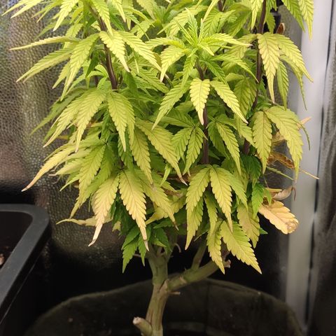 Hydra growlog timeline photo