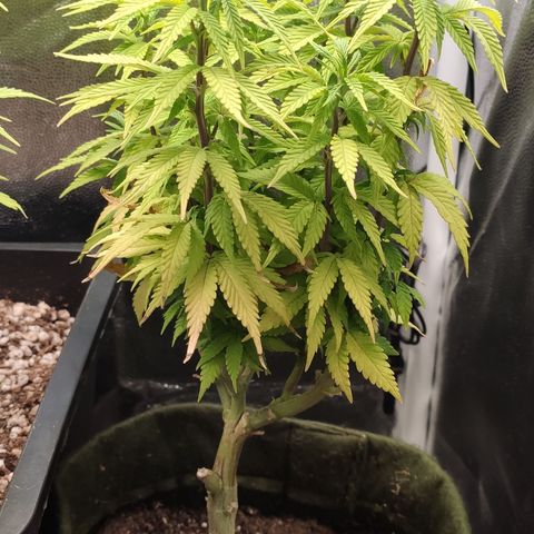 Hydra growlog timeline photo