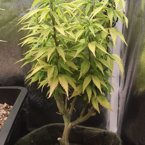 Hydra growlog timeline photo