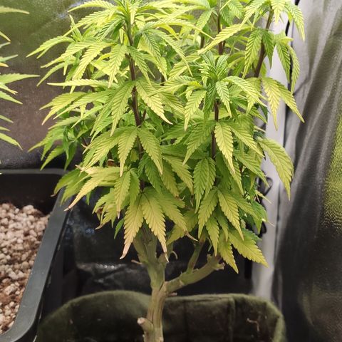 Hydra growlog timeline photo