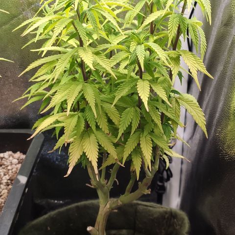 Hydra growlog timeline photo