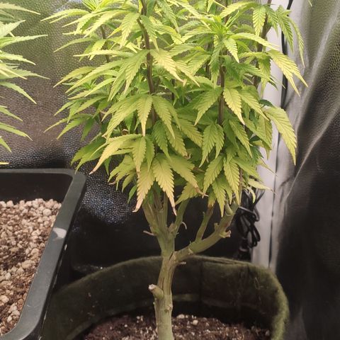 Hydra growlog timeline photo