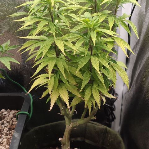 Hydra growlog timeline photo