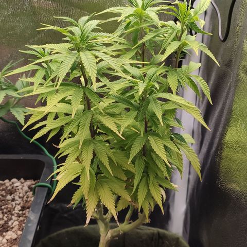 Hydra growlog timeline photo