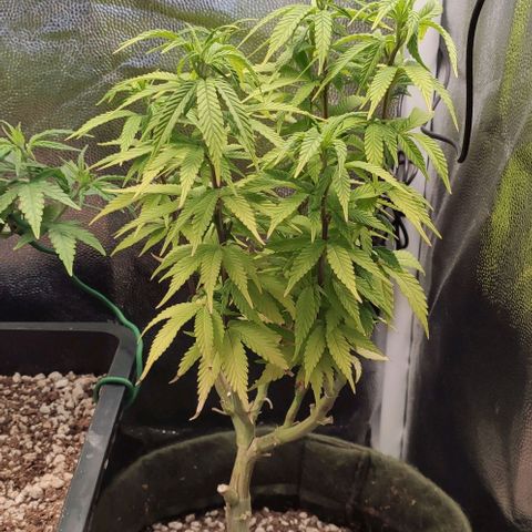Hydra growlog timeline photo
