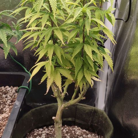 Hydra growlog timeline photo