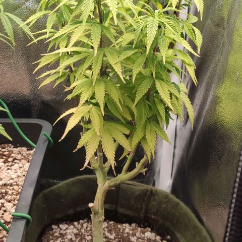 Hydra growlog timeline photo