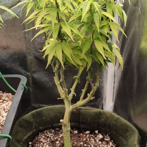 Hydra growlog timeline photo