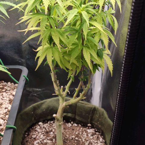 Hydra growlog timeline photo