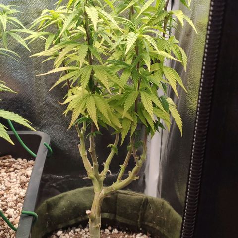 Hydra growlog timeline photo