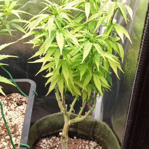 Hydra growlog timeline photo