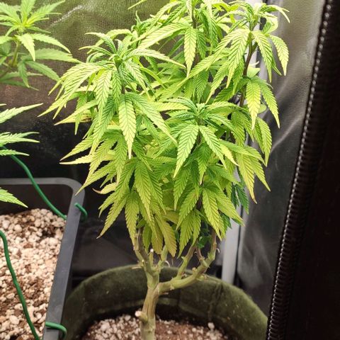 Hydra growlog timeline photo