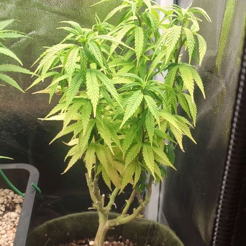 Hydra growlog timeline photo