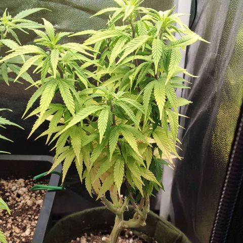 Hydra growlog timeline photo
