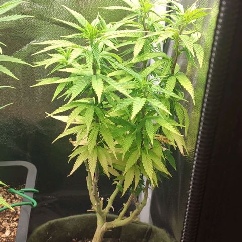 Hydra growlog timeline photo