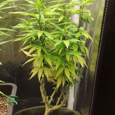 Hydra growlog timeline photo