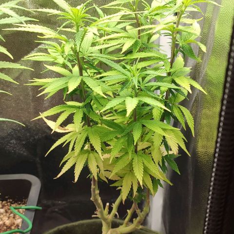 Hydra growlog timeline photo