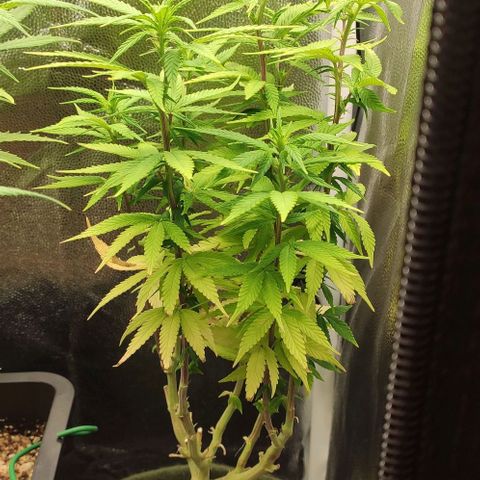 Hydra growlog timeline photo
